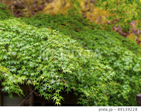青紅葉と茅葺き屋根 青紅葉と茅葺き屋根 89139228