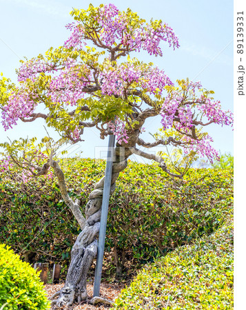 桃色のふじの花(縦) 桃色のふじの花(縦) 89139331