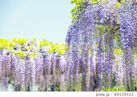 藤棚の花 藤棚の花 89139333