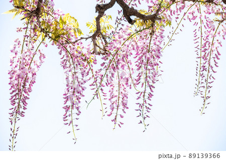 ピンクのふじの花 ピンクのふじの花 89139366