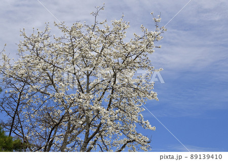 春の北海道森町オニウシ公園で満開の北こぶしの花を撮影 春の北海道森町オニウシ公園で満開の北こぶしの花を撮影 89139410