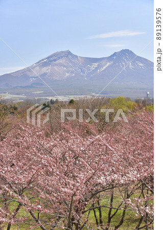 春の北海道森町オニウシ公園で桜と残雪の駒ヶ岳の風景を撮影 89139576