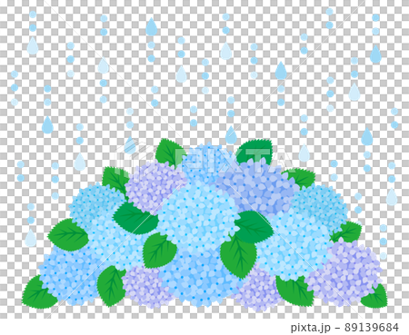 Hydrangea vector illustration Hydrangea vector illustration 89139684