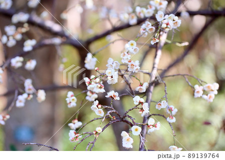 しだれ梅の花 しだれ梅の花 89139764