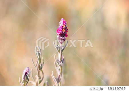 ラベンダーの花 ラベンダーの花 89139765
