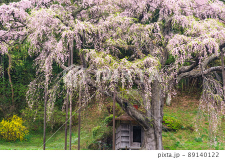 枝垂れ桜と地蔵堂 枝垂れ桜と地蔵堂 89140122