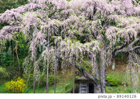 地蔵堂の一本桜 89140126