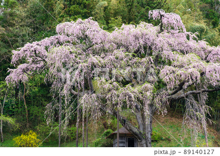 紅枝垂地蔵ザクラ 紅枝垂地蔵ザクラ 89140127