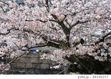 岩国市錦帯橋と桜 89140257