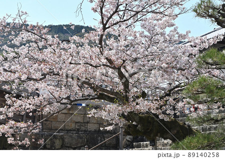 岩国市錦帯橋と桜 89140258