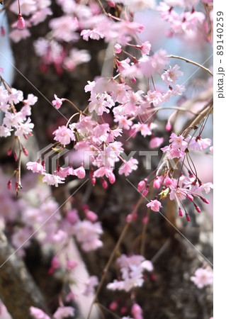 岩国市錦帯橋と枝垂れ桜 89140259