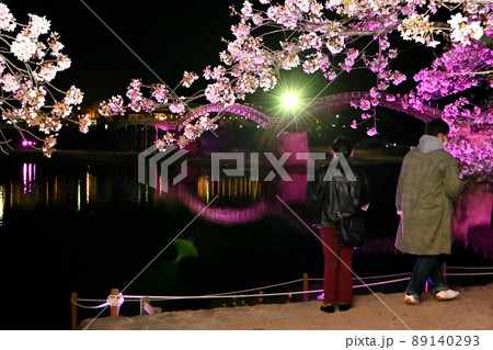 岩国市錦帯橋と桜の夜景 89140293