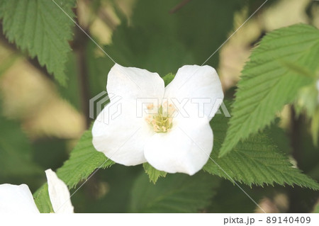 シロヤマブキ（白山吹）の花が綺麗です！ 89140409