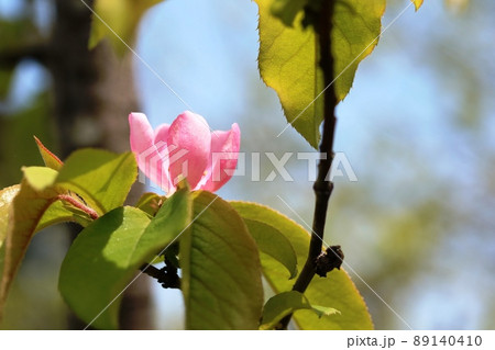 カリン(花梨)の花が咲き始めました! カリン(花梨)の花が咲き始めました! 89140410