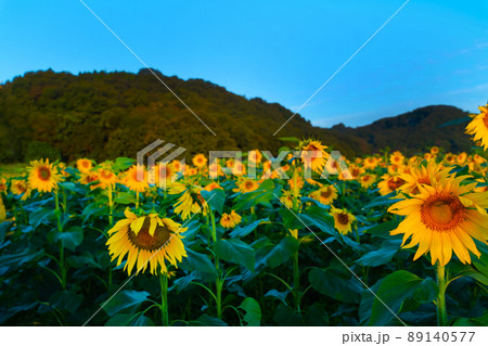 向日葵 向日葵 89140577