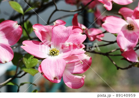 赤いハナミズキ(花水木) 赤いハナミズキ(花水木) 89140959