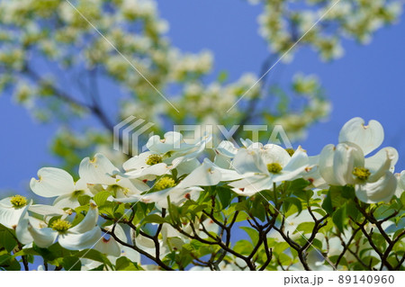 青空にハナミズキ 89140960