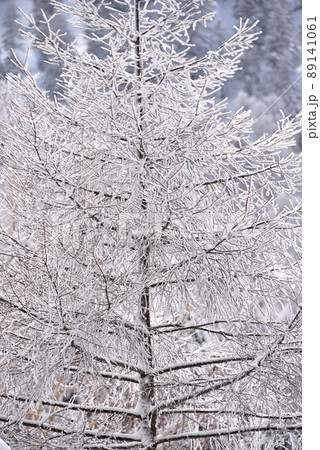 志賀高原の霧氷・白い世界 志賀高原の霧氷・白い世界 89141061