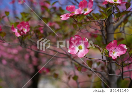綺麗なハナミズキを見上げる 89141140