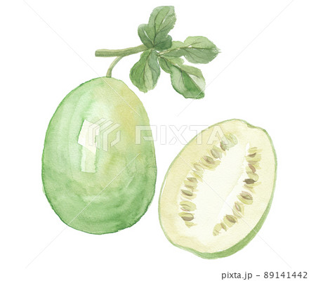 カラハリスイカ 実と断面 カラハリスイカ 実と断面 89141442