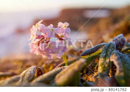 Beautiful wild flowers Parrya nudicaulis in the tundra on the sea coast in the Arctic 89141762