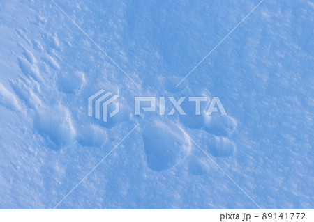 Footprints of a wild animal on the snow surface. Winter season in the Arctic. 89141772