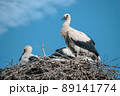 Young white storks in the nest. 89141774