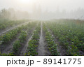 View of the potato beds in the field. Morning fog over the garden and field. Summer landscape in the countryside. Subsidiary household and farming. Agriculture and vegetable growing. Healthy food. 89141775
