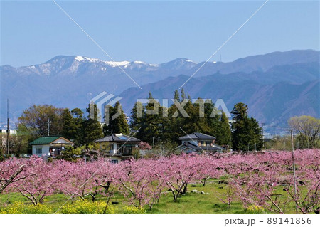 山梨市の満開の桃畑 山梨市の満開の桃畑 89141856