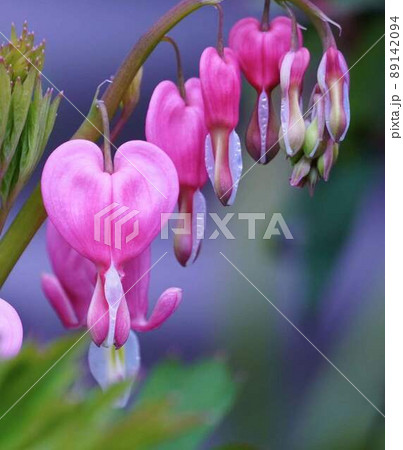 タイツリソウ *縦長長方形構図 タイツリソウ *縦長長方形構図 89142094