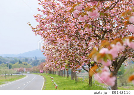 天龍峡(天竜峡)八重桜街道の関山 天龍峡(天竜峡)八重桜街道の関山 89142116