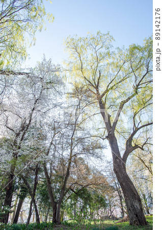 桜に囲まれた新緑のシダレヤナギ 霞城公園 山形県 桜に囲まれた新緑のシダレヤナギ 霞城公園 山形県 89142176