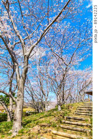 さくらの里中央公園の桜 【長崎県長崎市】 さくらの里中央公園の桜 【長崎県長崎市】 89142225
