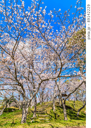 さくらの里中央公園の桜 【長崎県長崎市】 さくらの里中央公園の桜 【長崎県長崎市】 89142229