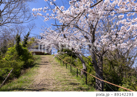 積善山山頂の桜（愛媛県岩城島） 89142293
