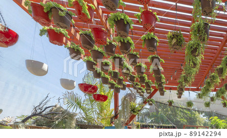 Panorama Pergola roof with hanging sedum succulents in a pot with hooks 89142294