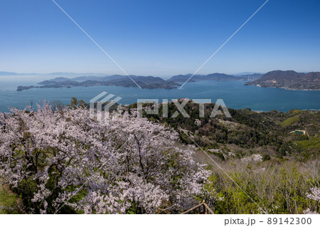積善山山頂の桜（愛媛県岩城島） 89142300