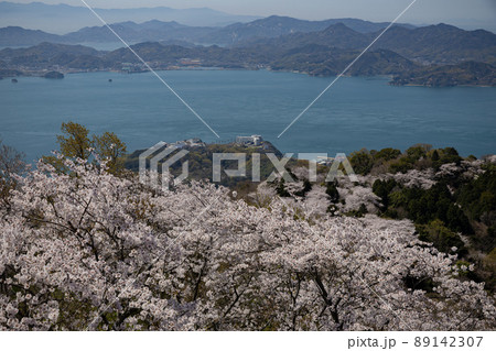 積善山山頂の桜(愛媛県岩城島) 積善山山頂の桜(愛媛県岩城島) 89142307