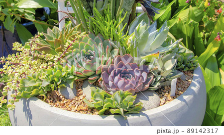 Panorama Close up of a succulent arrangement on a large white pot Panorama Close up of a succulent arrangement on a large white pot 89142317