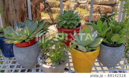 Panorama Different types of succulents in a pot on a white metal rack Panorama Different types of succulents in a pot on a white metal rack 89142318
