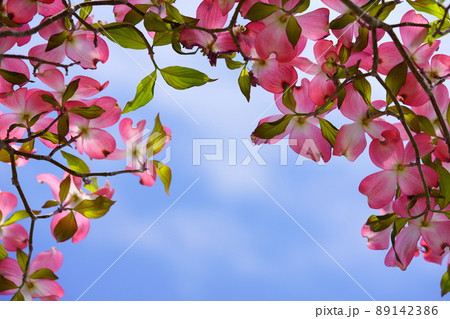 綺麗なハナミズキのフレーム 89142386