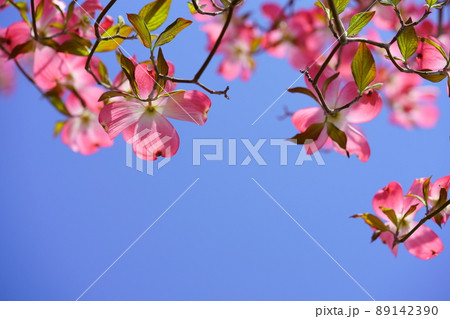 綺麗なハナミズキのフレーム 89142390