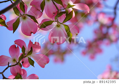 綺麗なハナミズキのフレーム 89142395