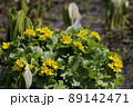 北海道の春の野草エゾノリュウキンカ 89142471