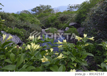 渓流のウコンウツギ（北海道・大雪山） 89142537