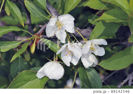 エゾノコリンゴの花（北海道・小清水町） 89142546