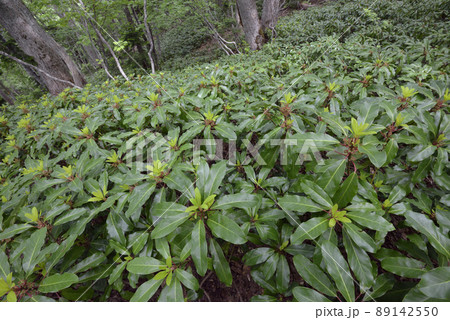 エゾユズリハの群落(北海道・知床) エゾユズリハの群落(北海道・知床) 89142550