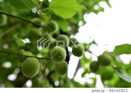 まだ小さい梅の実 89142822