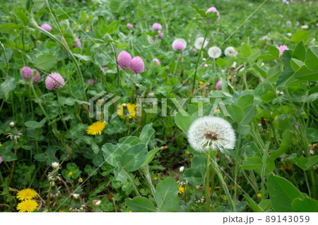 タンポポの綿毛 89143059