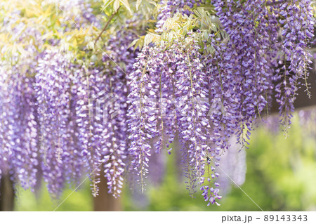 藤の花 89143343